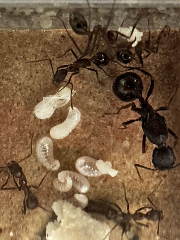 Queen w workers and brood