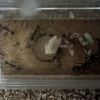 Ants finally in the nest chamber