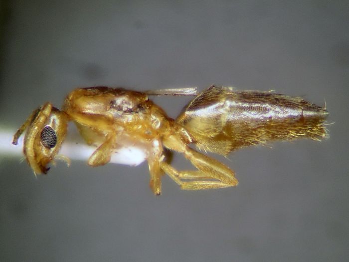 female 01