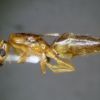 female 01