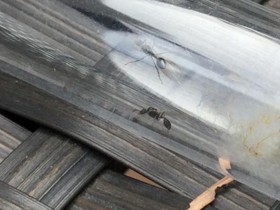 Aphaenogaster in vancouver