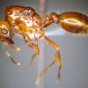 female 01