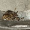 Queen and brood 6/13/2024