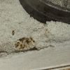 Heated brood 6/13/2024