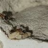 Pupae on heat 6/13/2024