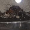 Queen with brood 6/13/2024