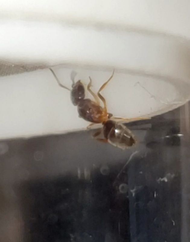 Possible L. brevicornis queen (2)