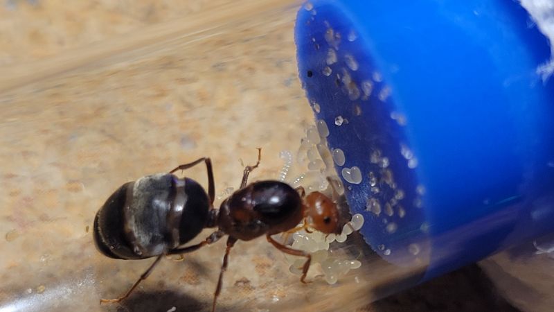 Queen with brood one 4/25/2024