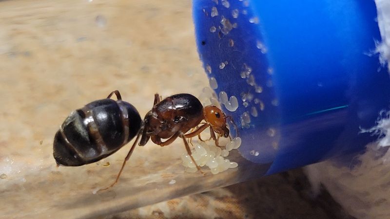 Queen with brood two 4/25/2024