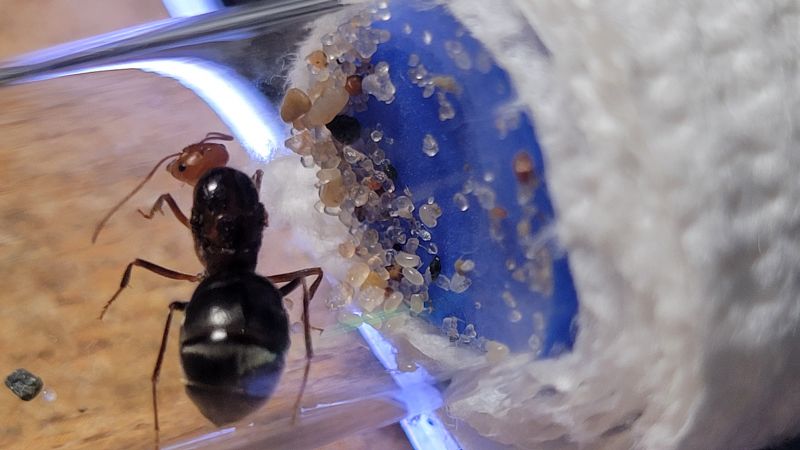 queen with eggs one 4/4/2024