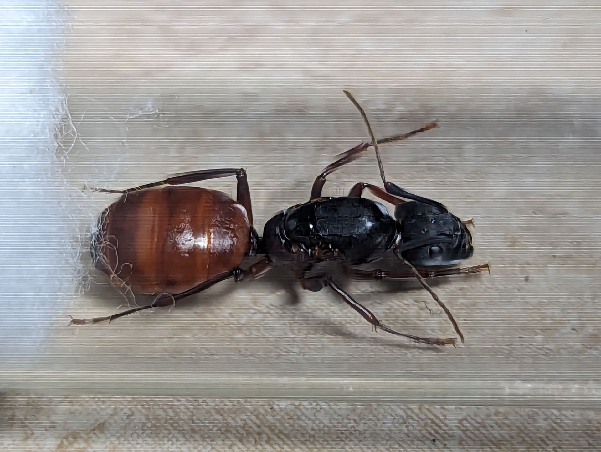 Camponotus us-ca02 queen