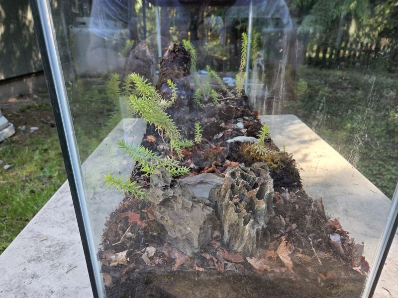 New Terrarium 4