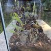 New Terrarium 4