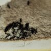 Queens with heated brood 6/13/2024