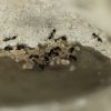 Water tower brood 6/13/2024