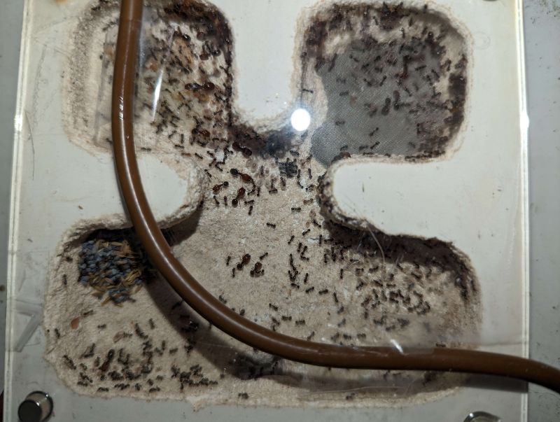 xerophila 3