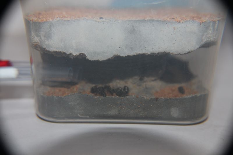 D.rogusom nest side1
