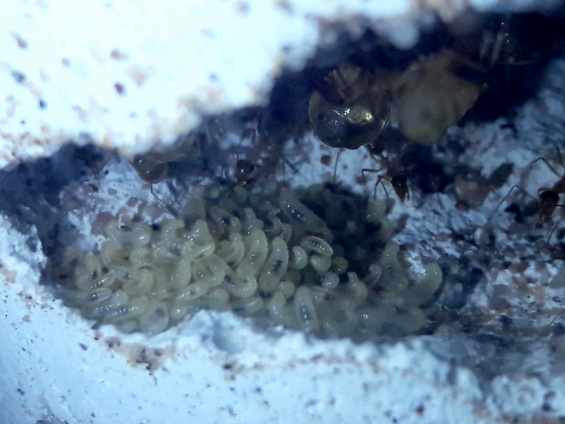 Myrmecocystus mexicanus year two