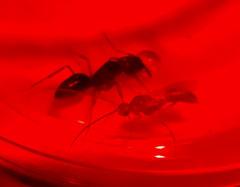 Odontomachus desertorum Male and female pair