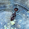 Novomessor albisetosus