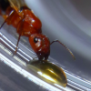 Camponotus sayi