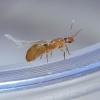forelius pruinosus?