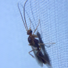 odontomachus desertorum