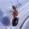 Formica perpilosa