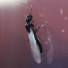 Colobopsis papago