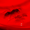 Odontomachus desertorum Male and female pair