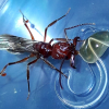 odontomachus desertorum