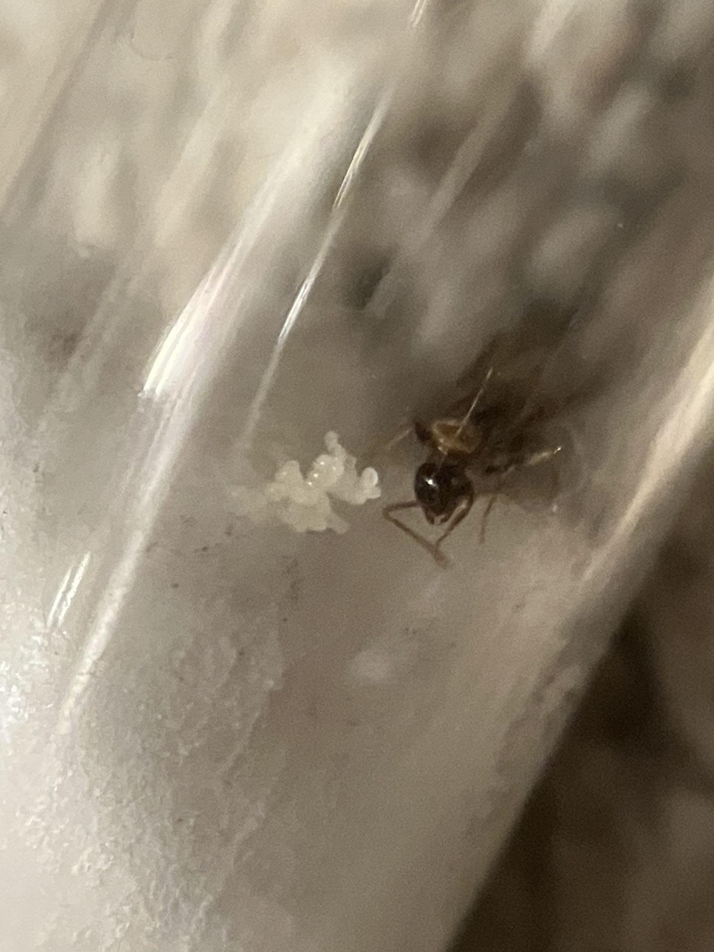 Nylanderia vividula