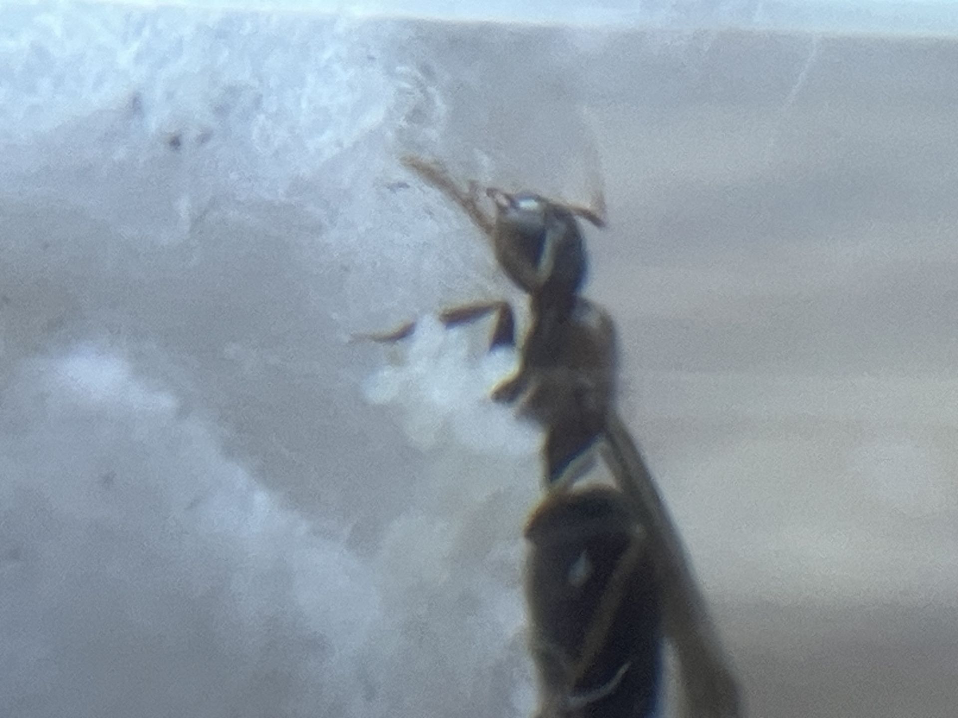 Nylanderia vividula
