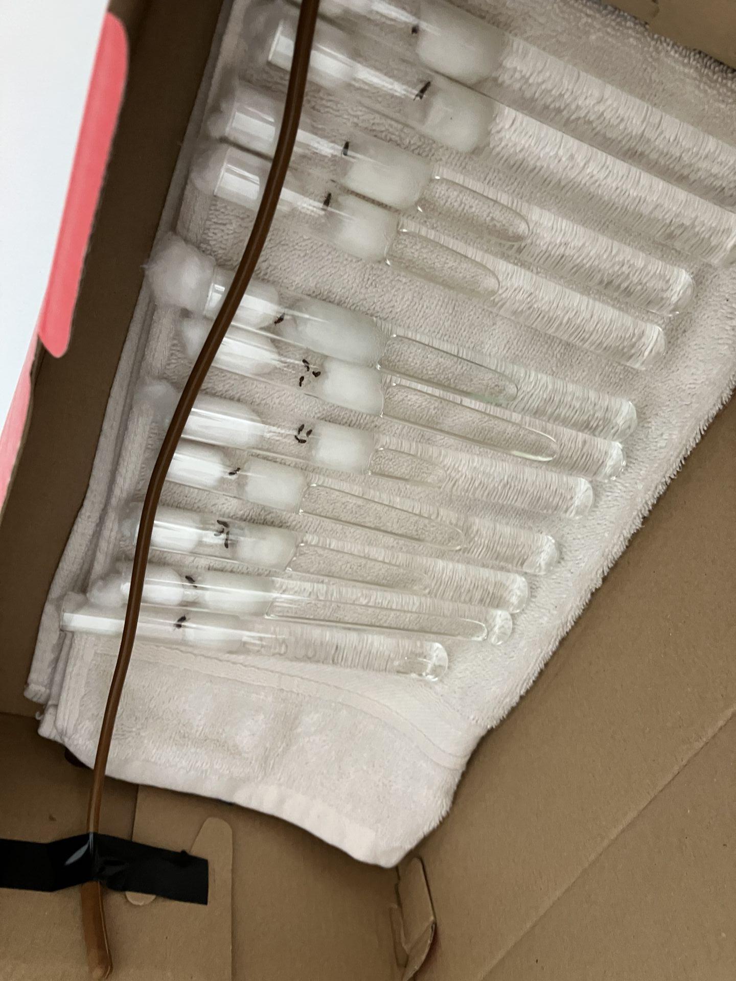 All my ants