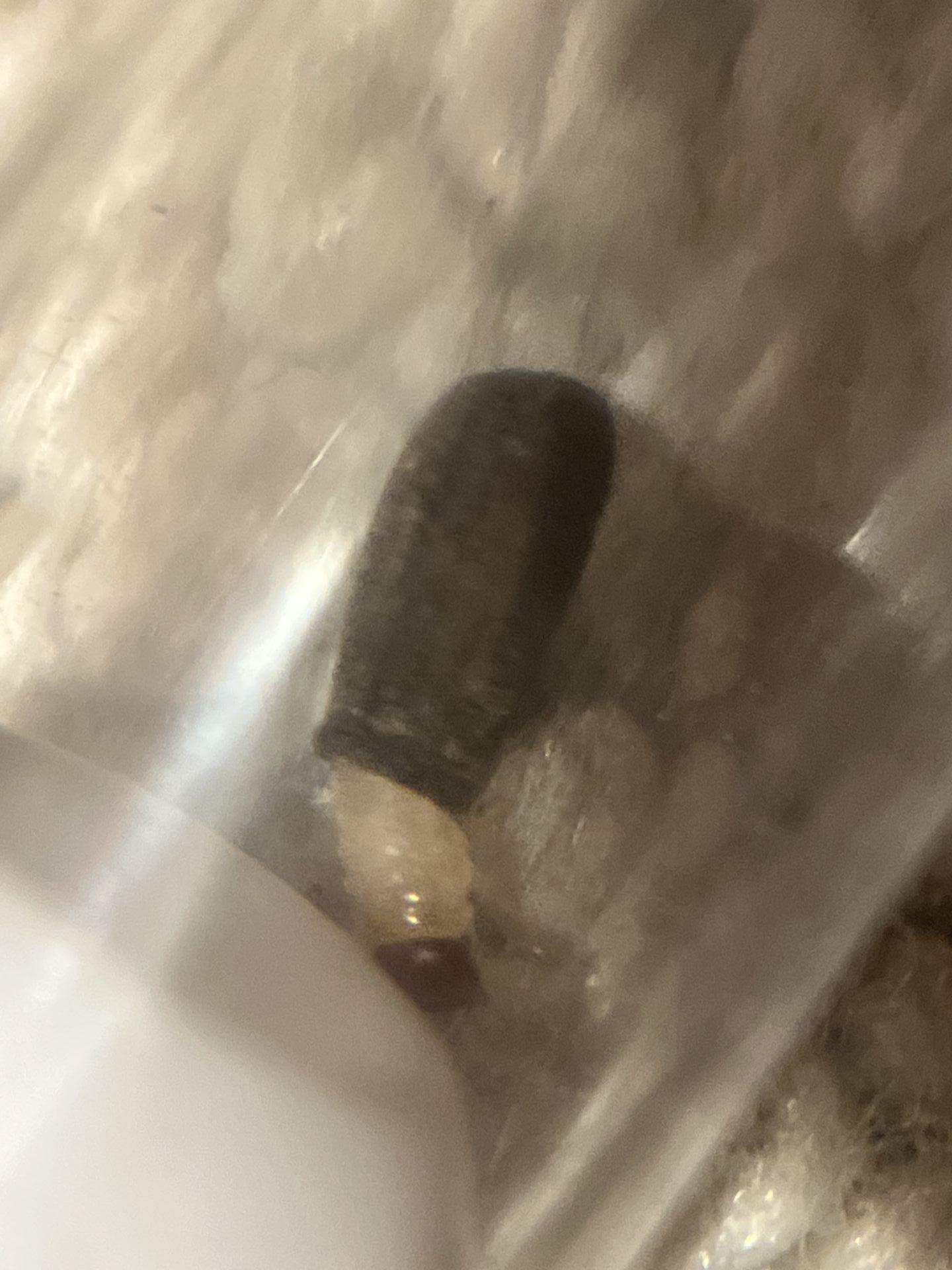 lil grub