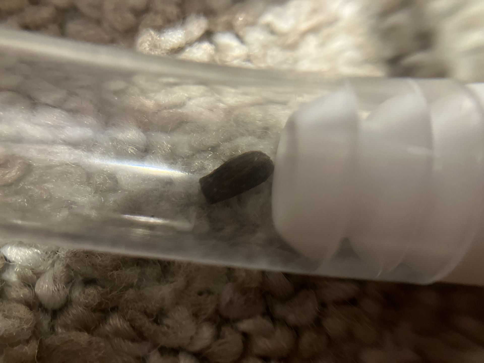 lil grub