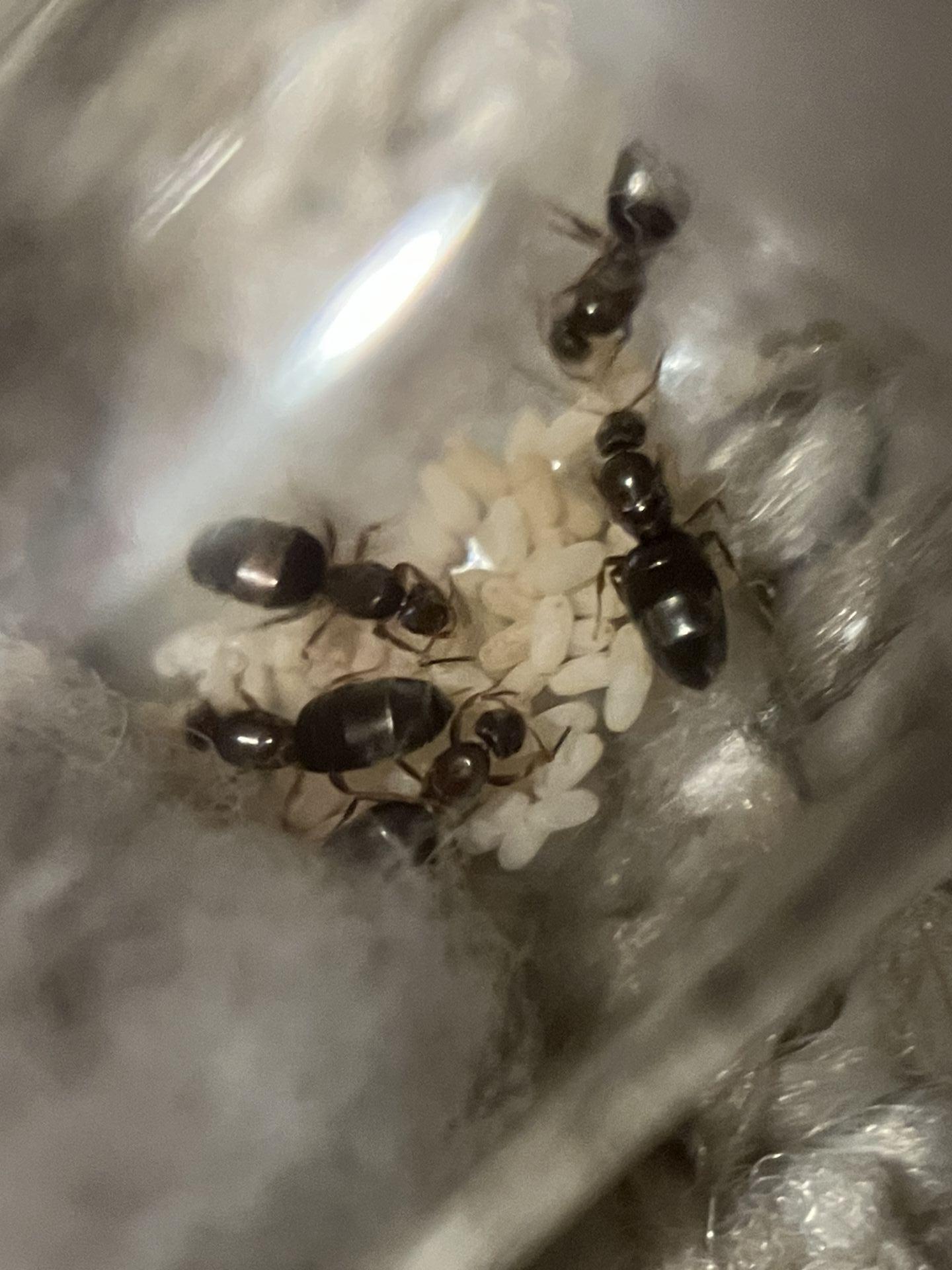 Brachymyrmex patagonicus nanitics!!!!!!