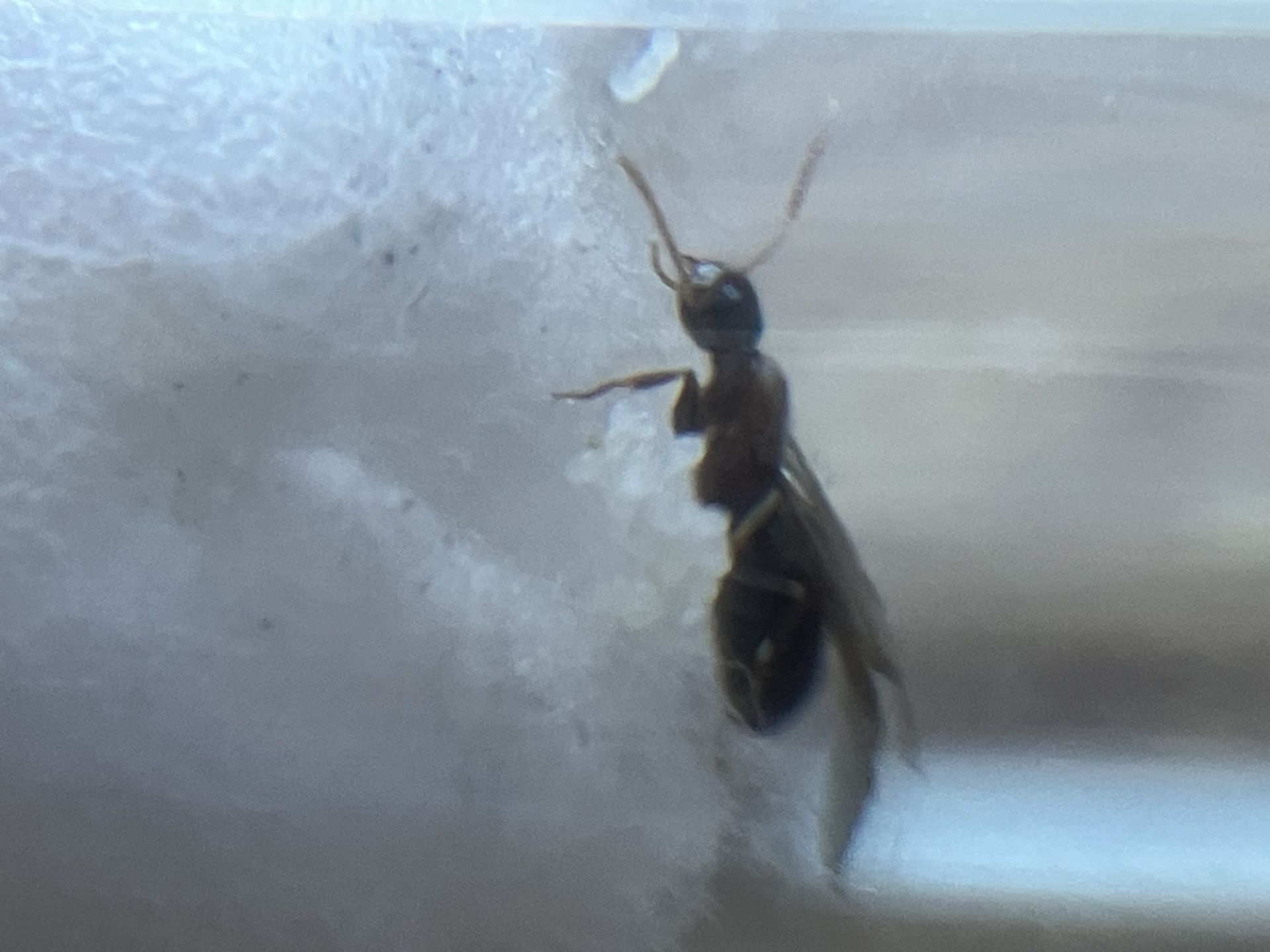 Nylanderia vividula