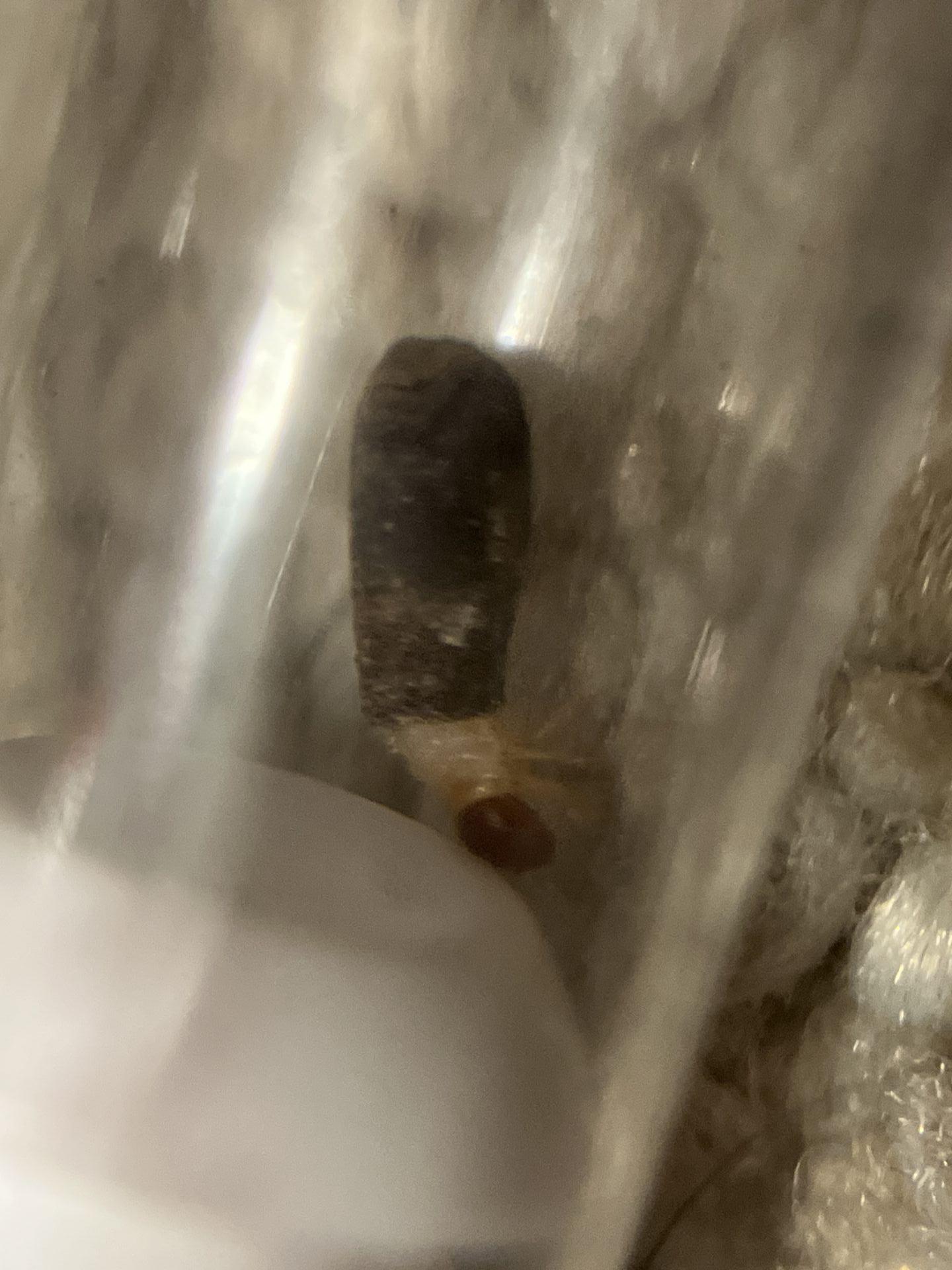 lil grub