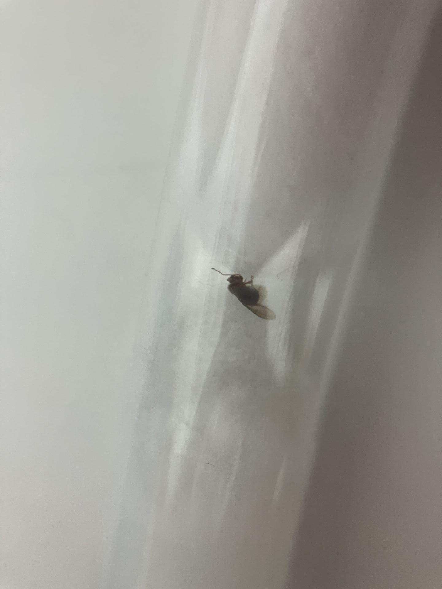 Nylanderia vividula