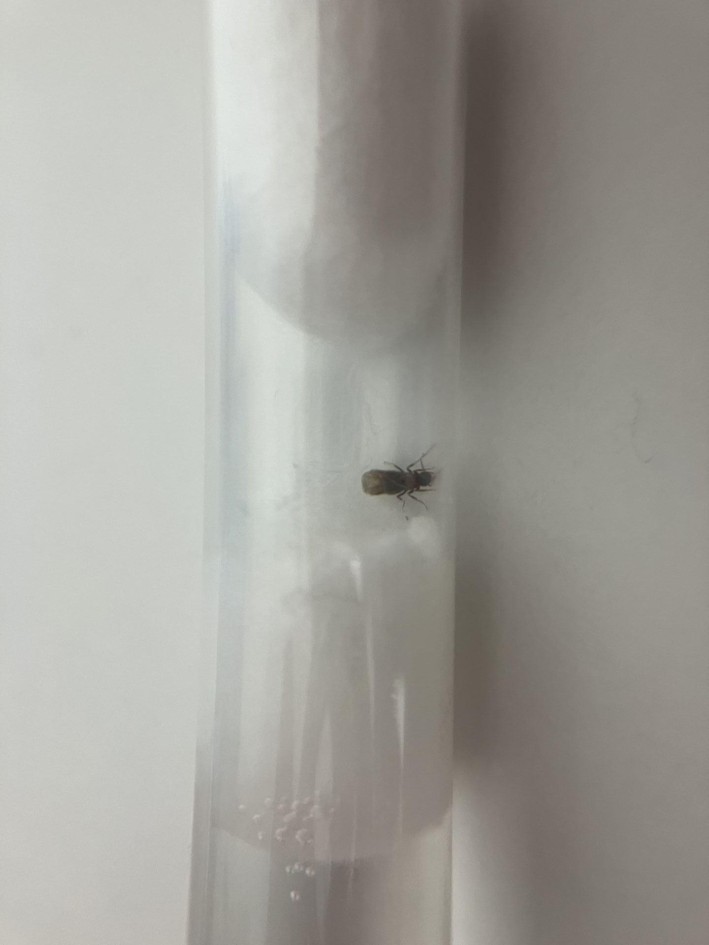 Nylanderia vividula