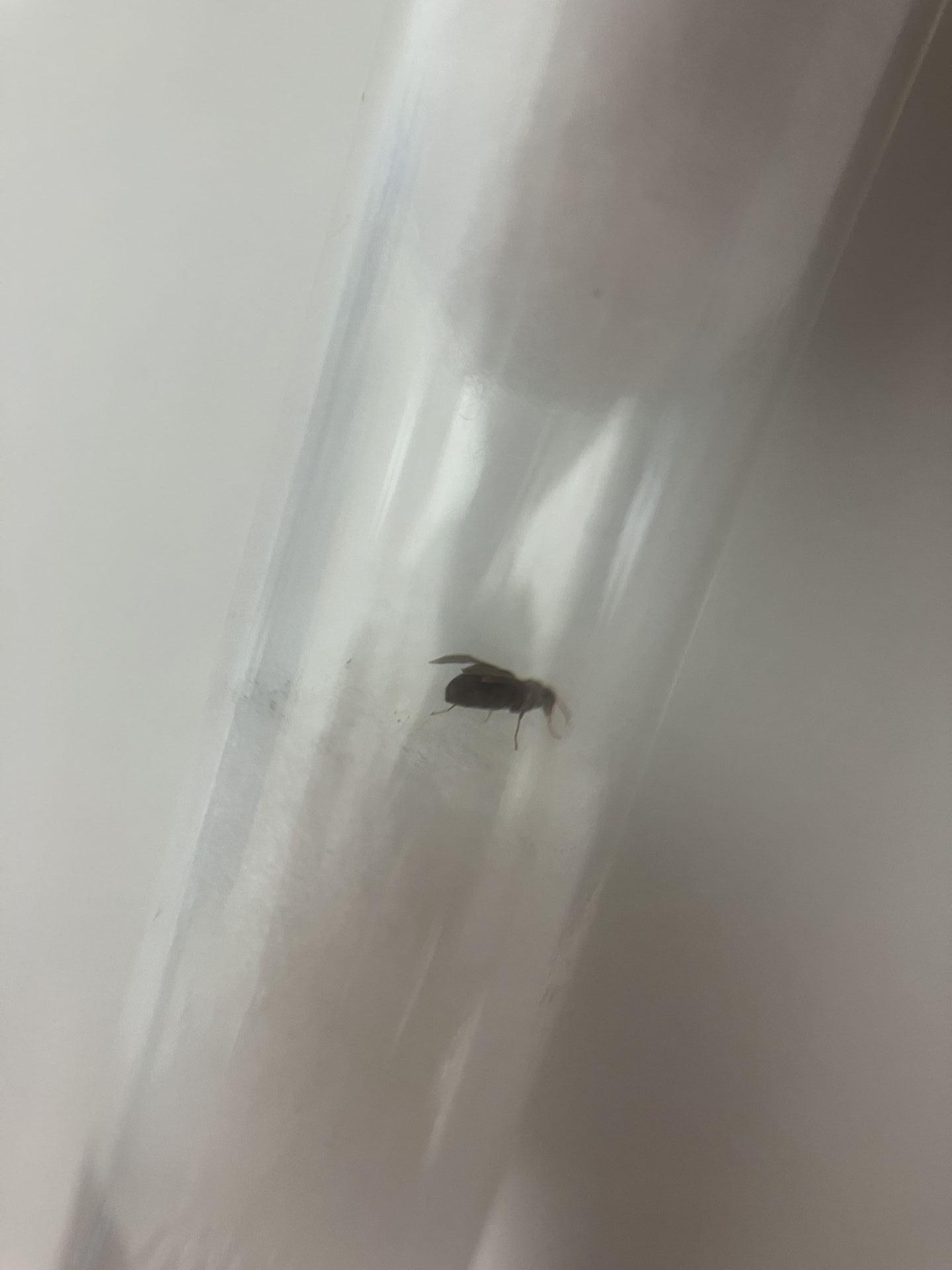 Nylanderia vividula