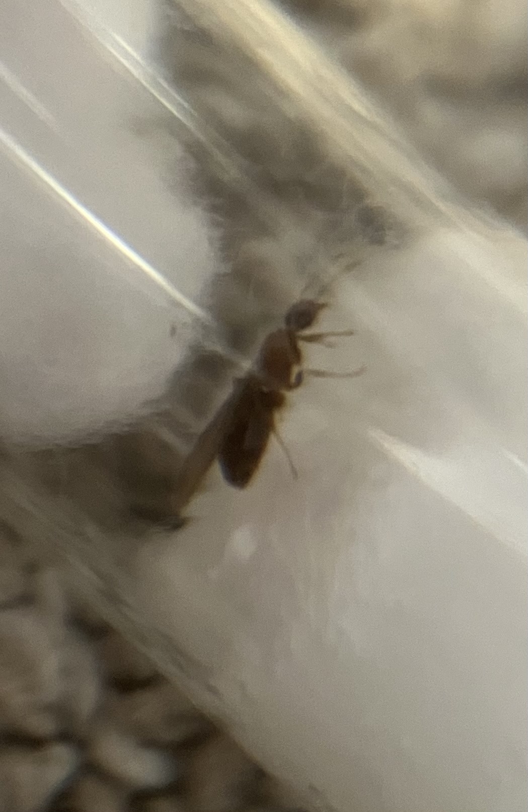 queen ID queen ID