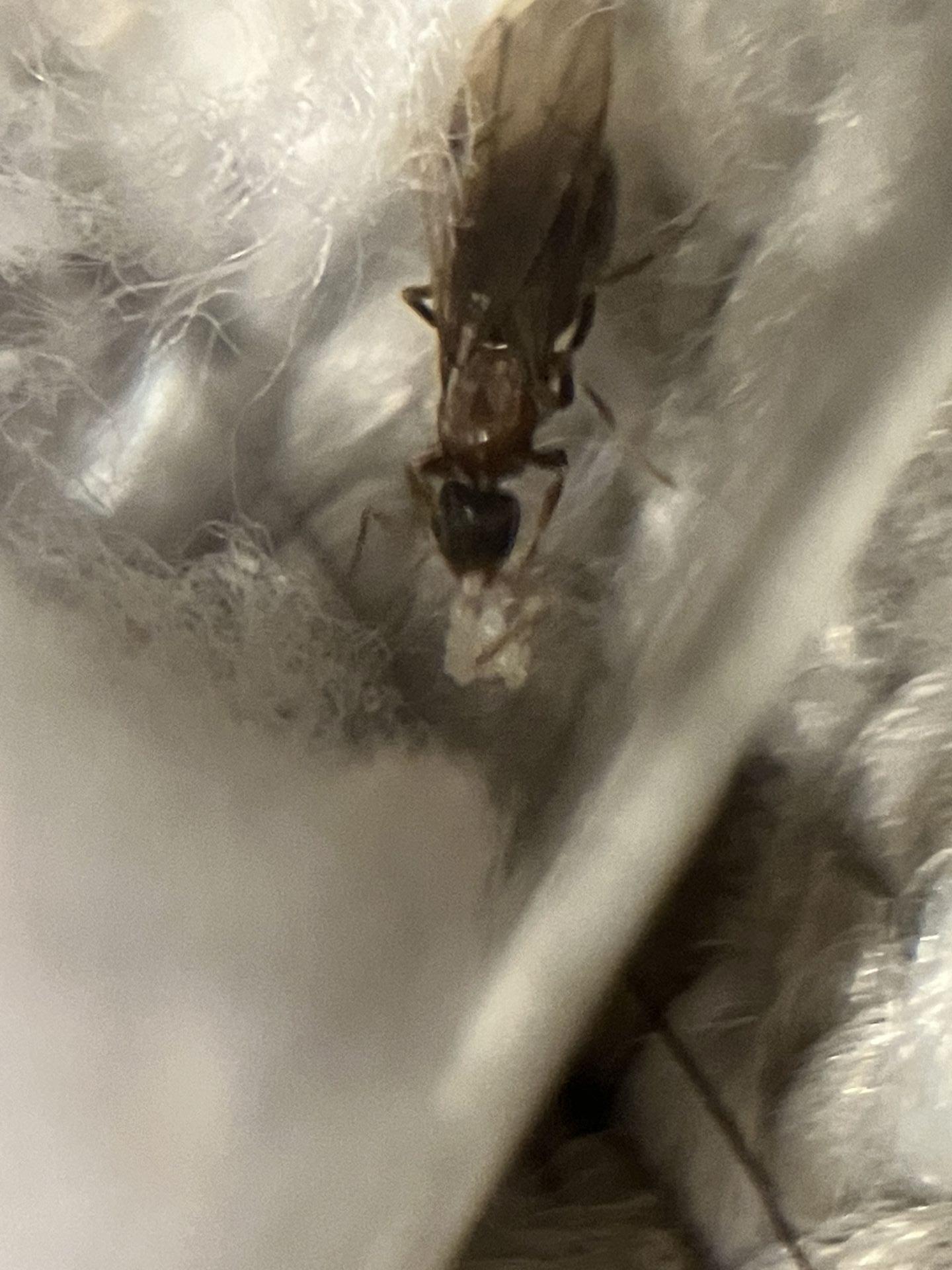 Nylanderia vividula