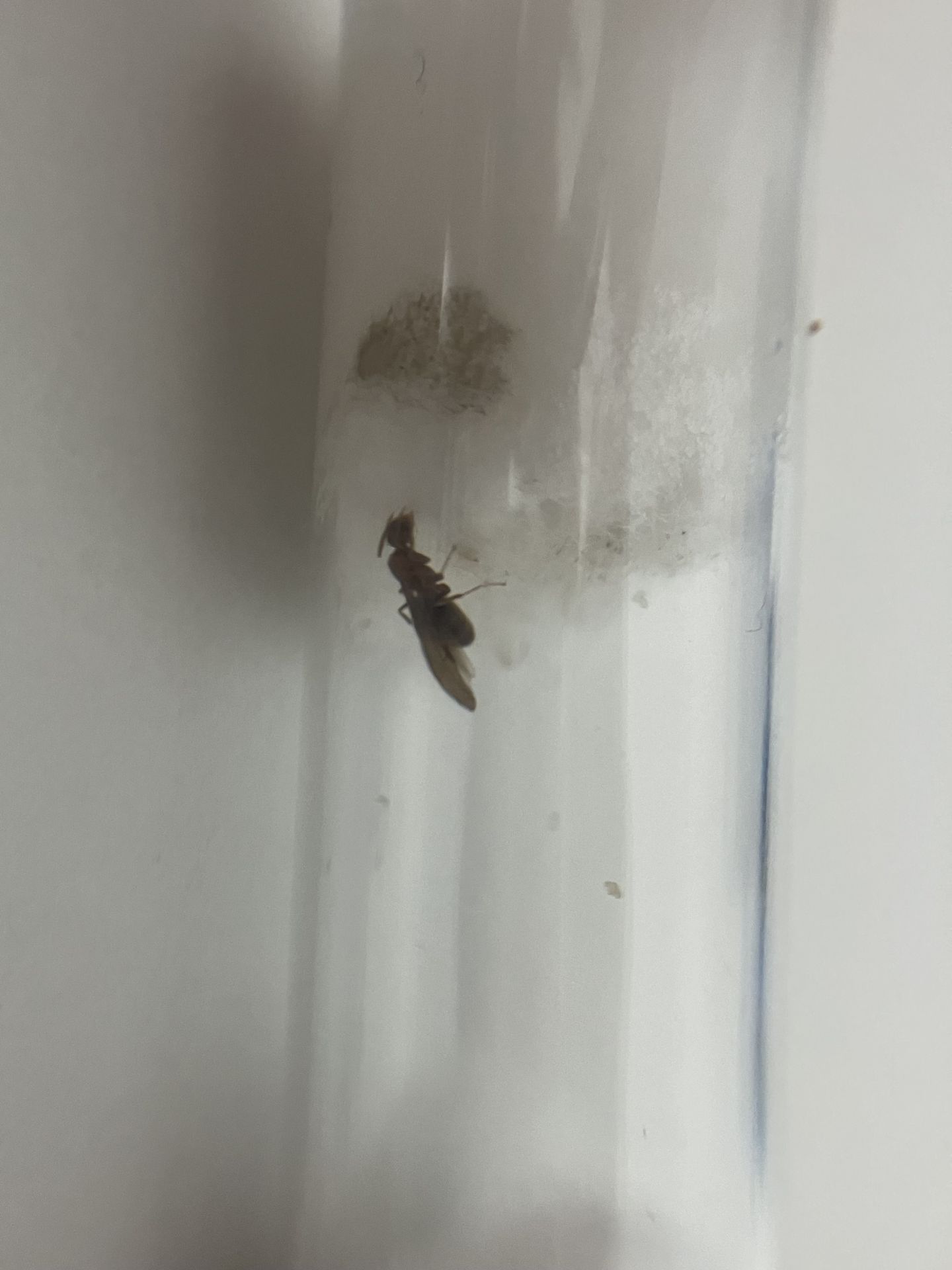 Nylanderia vividula