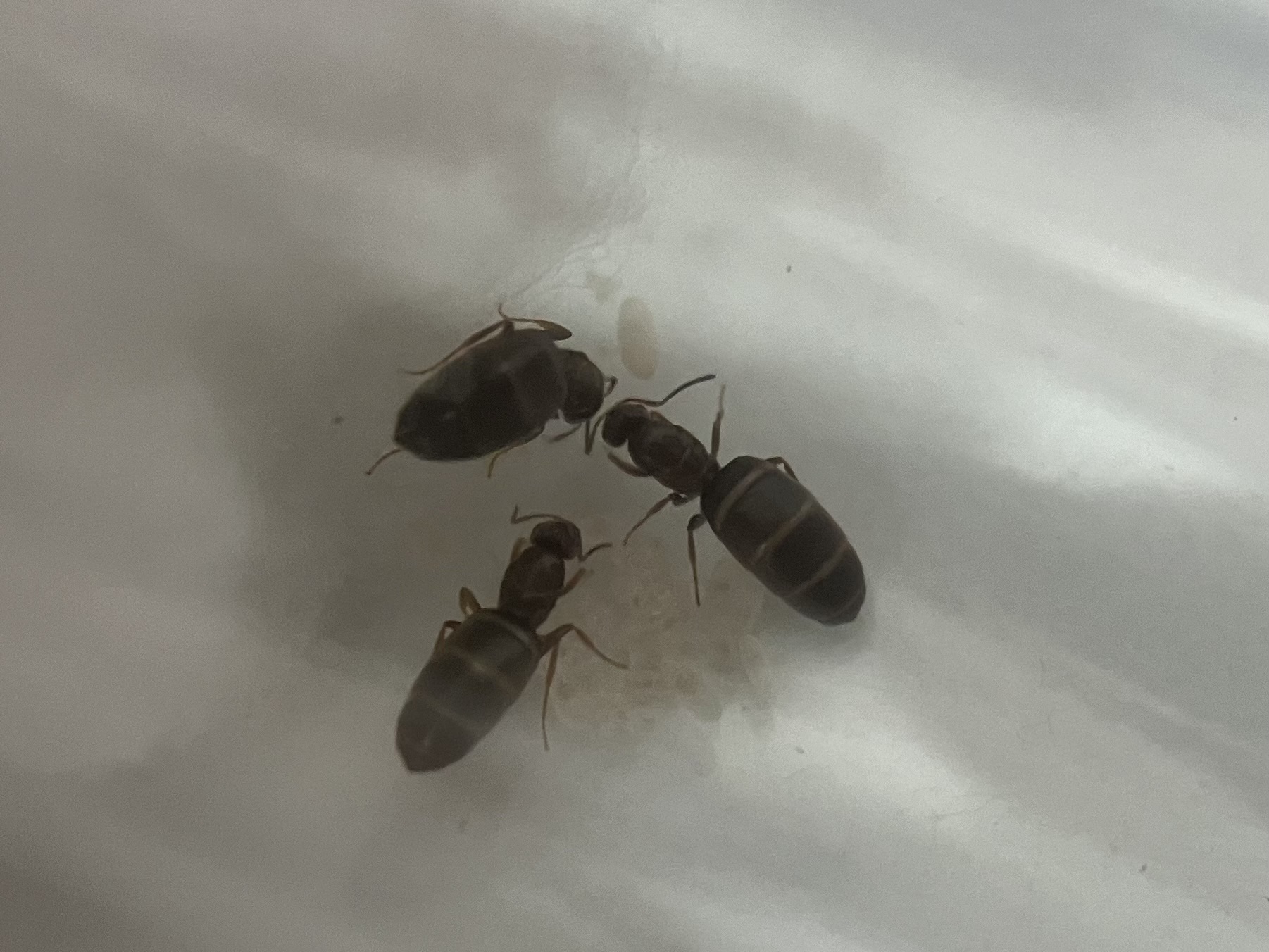 Brachymyrmex patagonicus