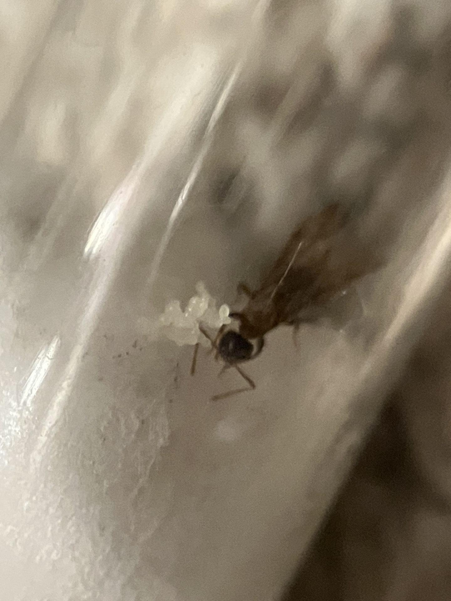 Nylanderia vividula
