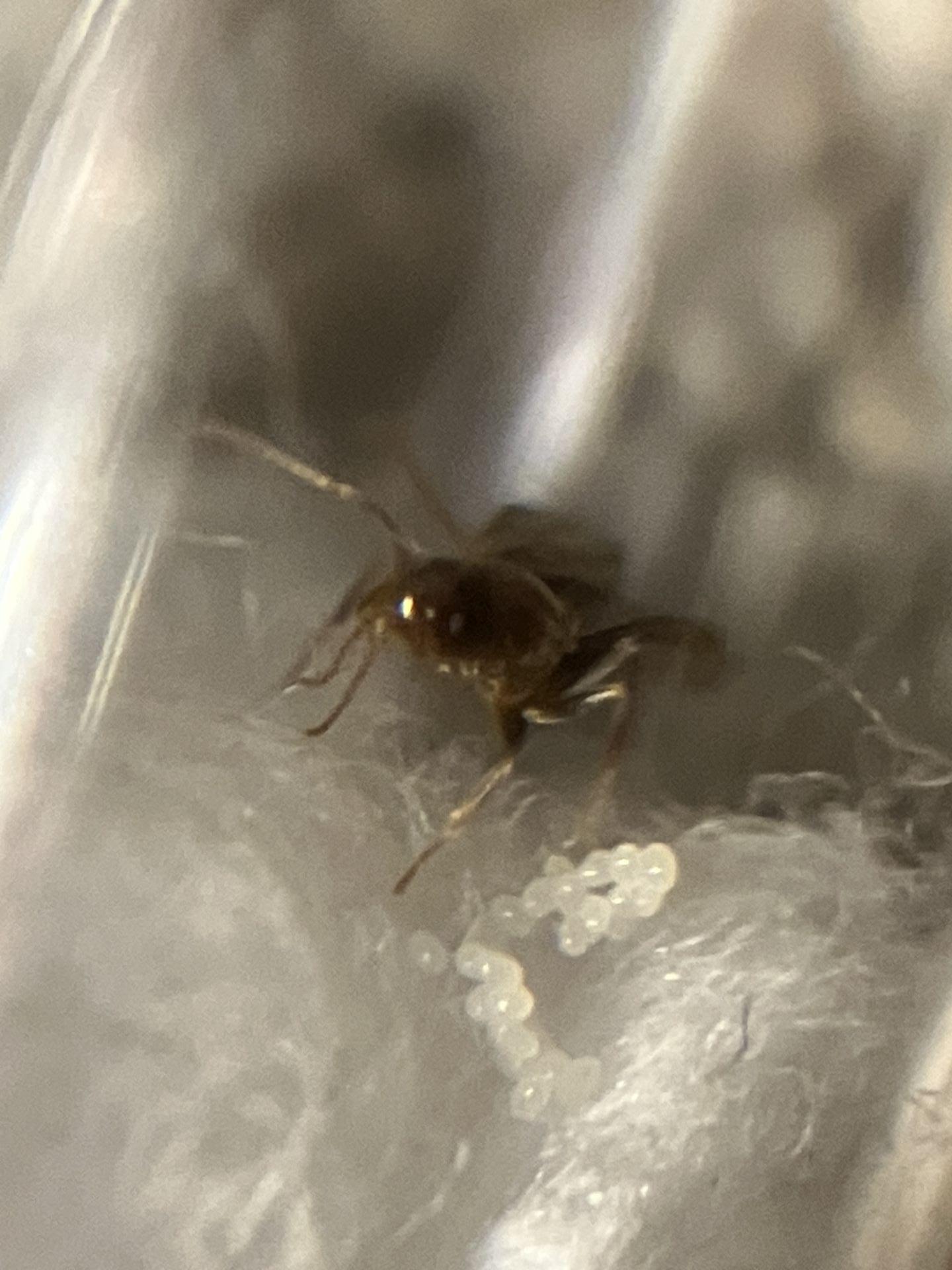 Nylanderia vividula