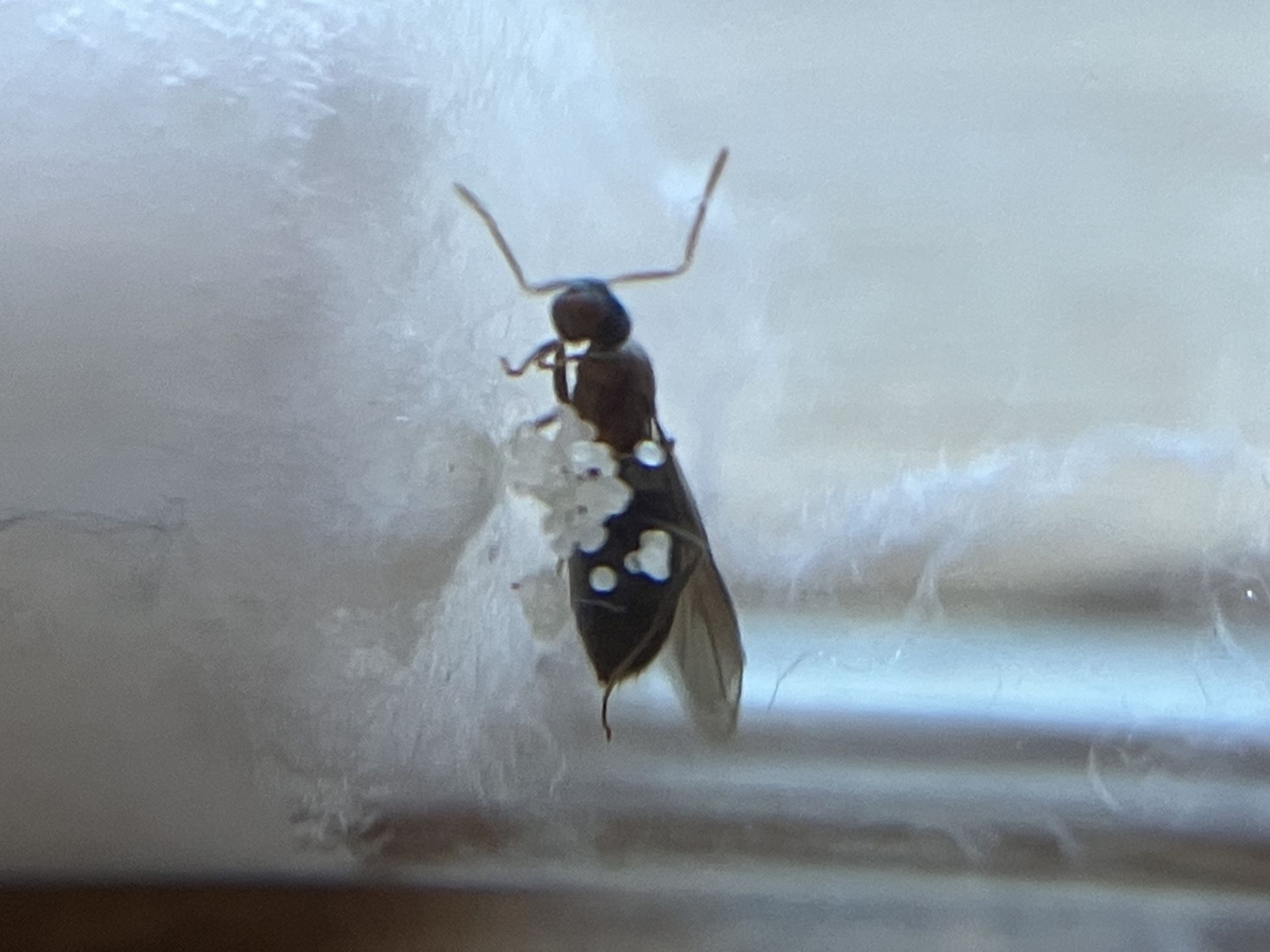 Nylanderia vividula
