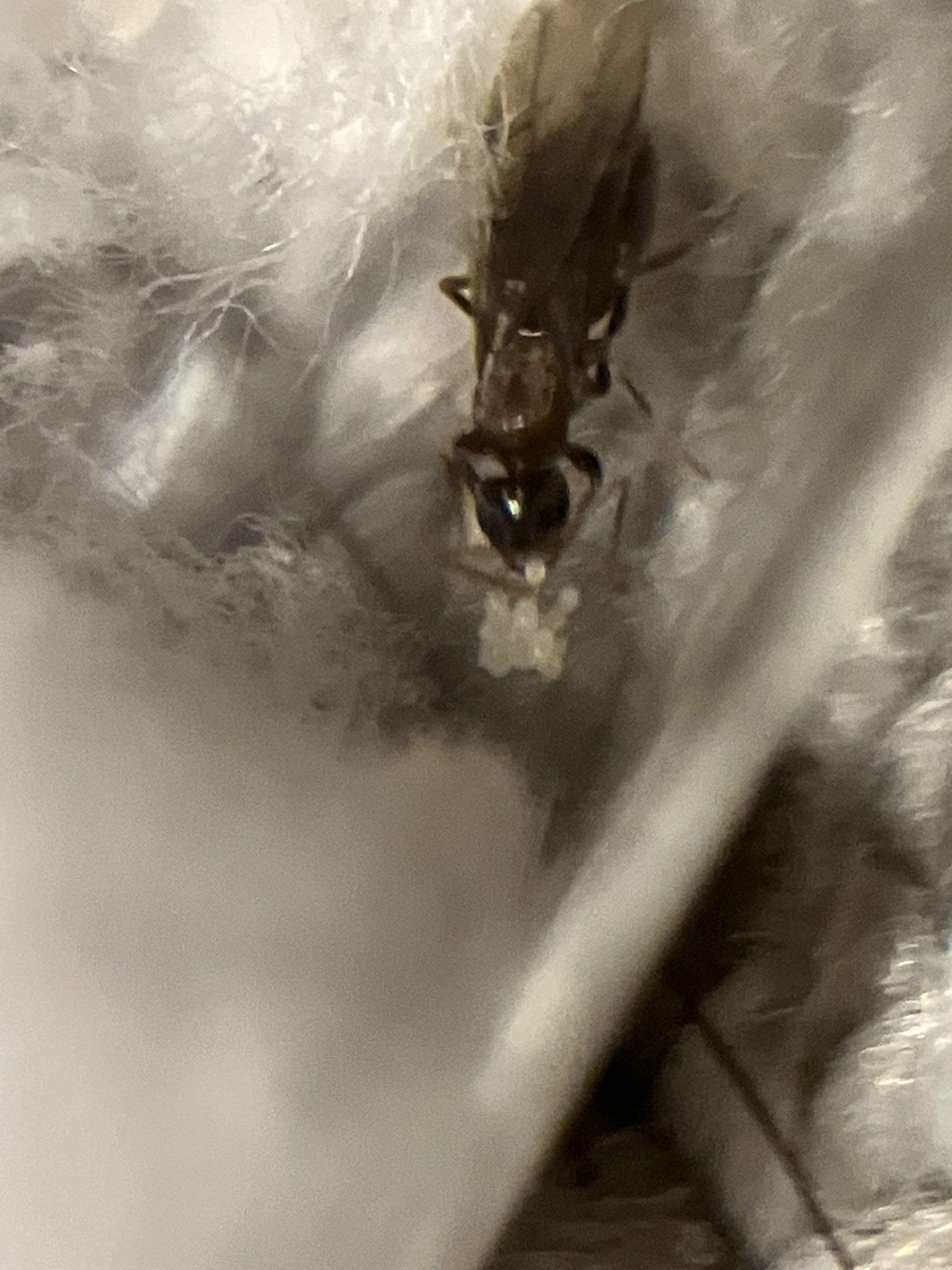 Nylanderia vividula